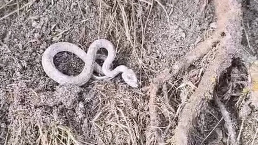 Kış uykusuna yatmayan yılan görüldü
