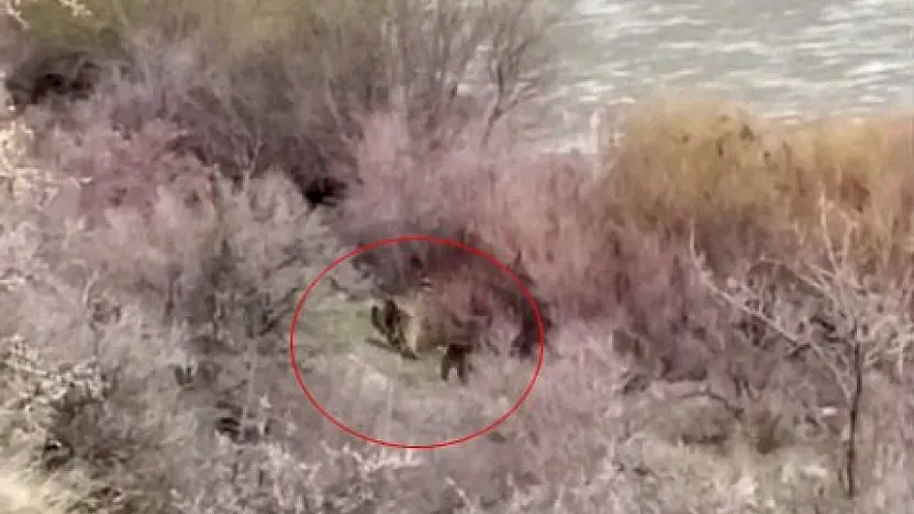 Palu'da anne ayı ve yavrusu görüntülendi