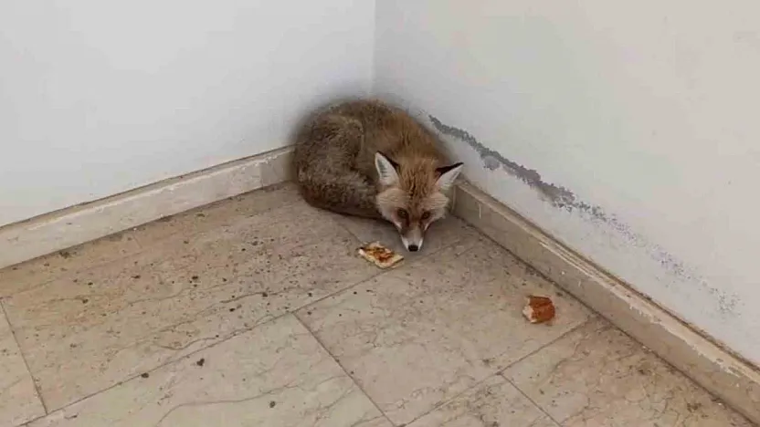 Palu'da tilki okula girdi