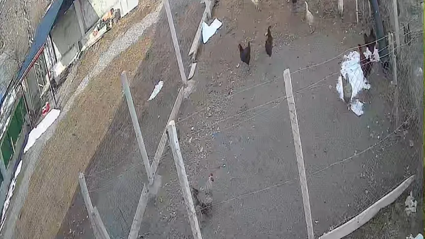 Tilkinin tavuk avı kamerada