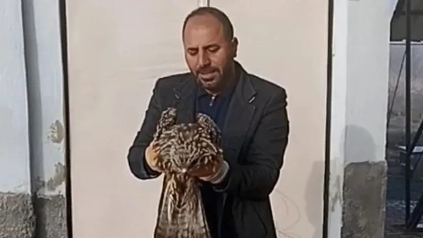 Yaralı kartal koruma altına alındı